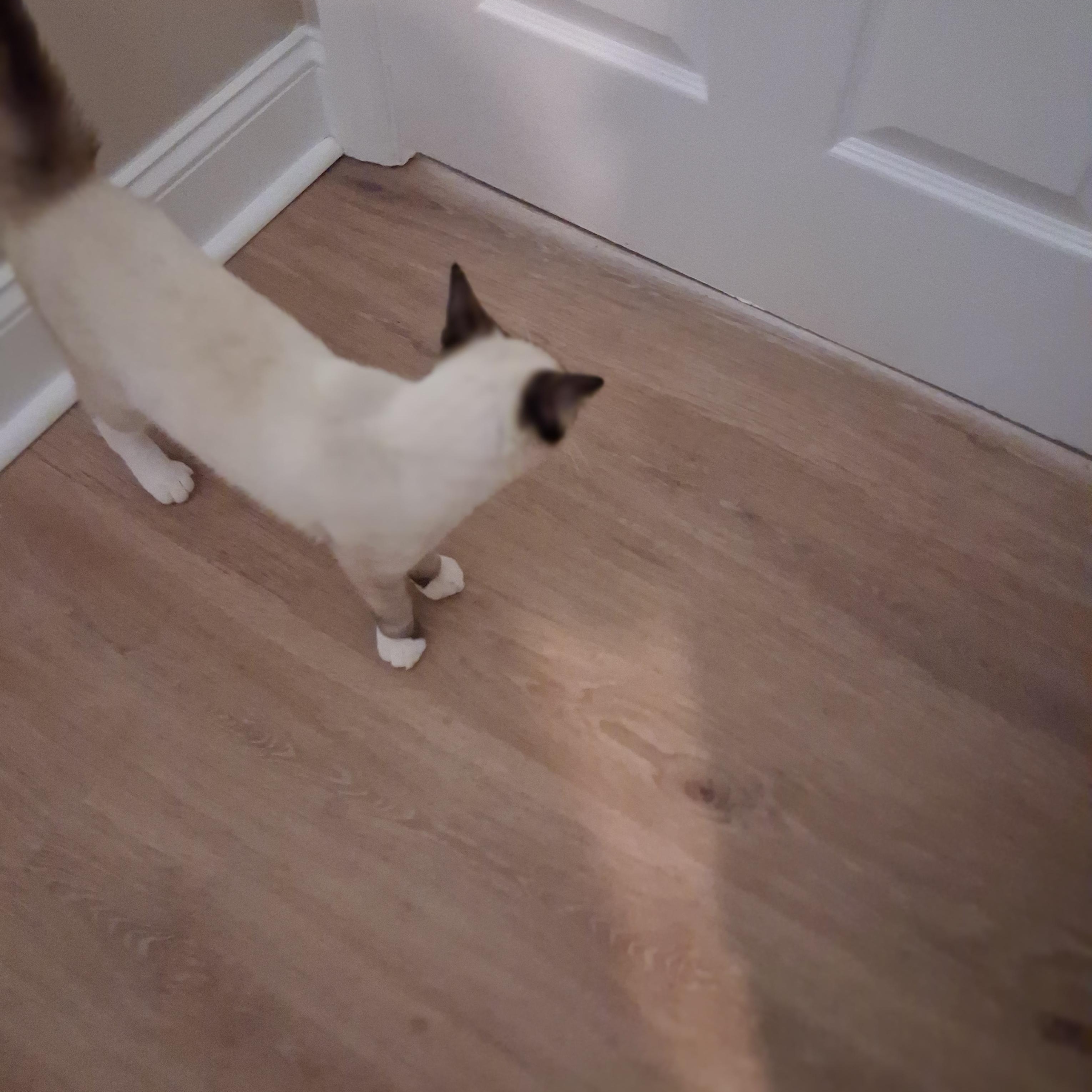 Enlarge Ambrosia, a Adopted Siamese in Raeford, NC image 2/4