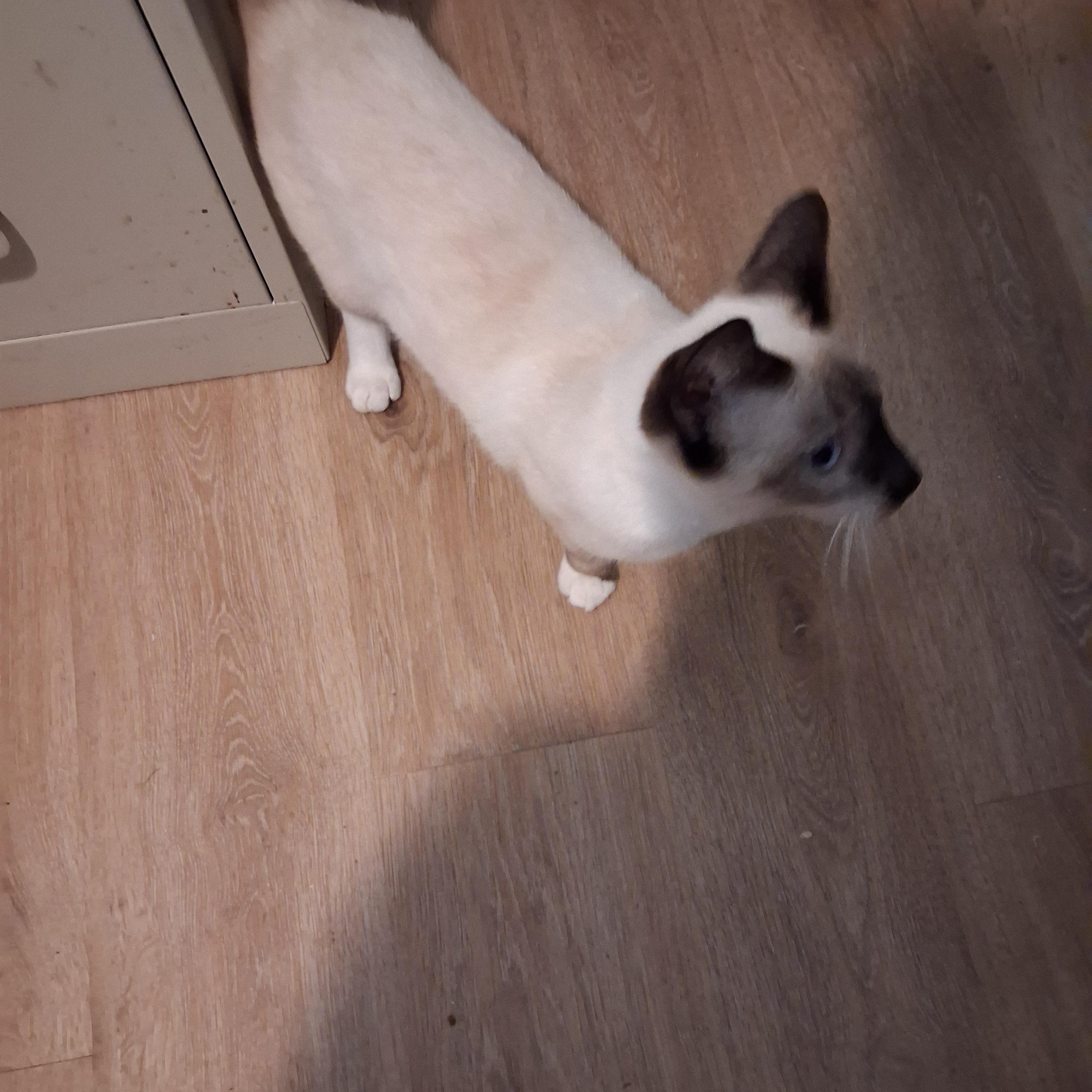 Enlarge Ambrosia, a Adopted Siamese in Raeford, NC image 3/4
