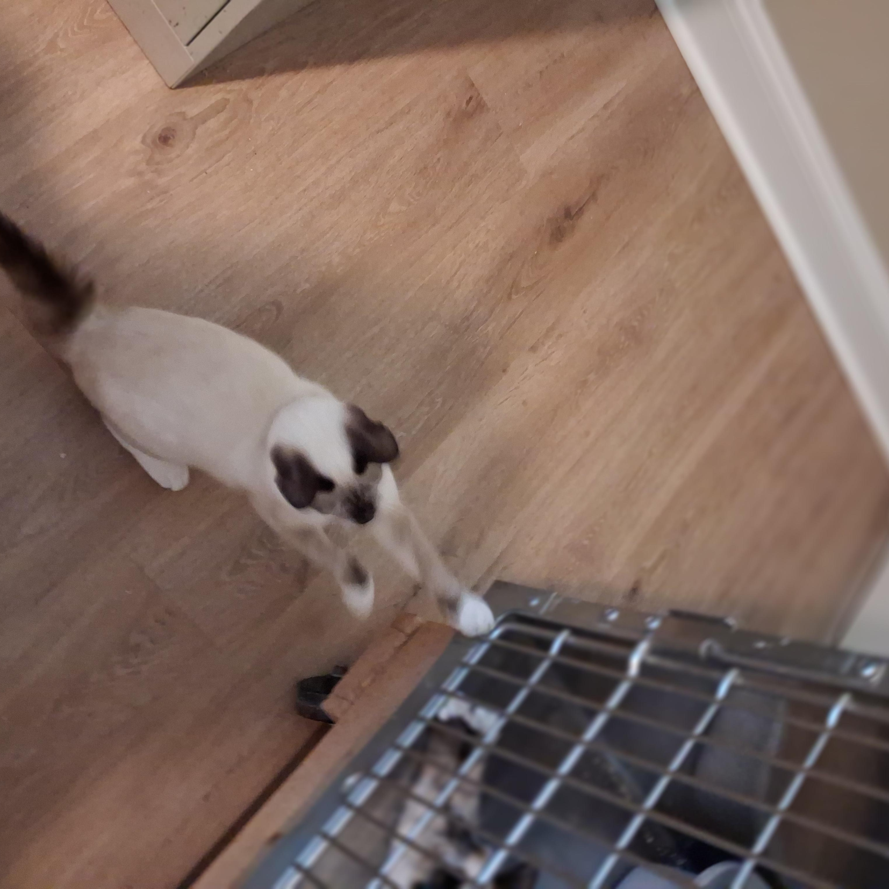 Enlarge Ambrosia, a Adopted Siamese in Raeford, NC image 4/4