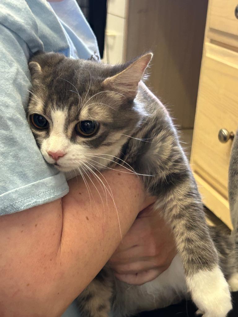 Lois, Adoptable, Young Female Domestic Short Hair.