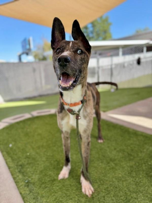 Enlarge Enzo, a Adoptable mixed breed in Salt Lake City, UT image 1/1