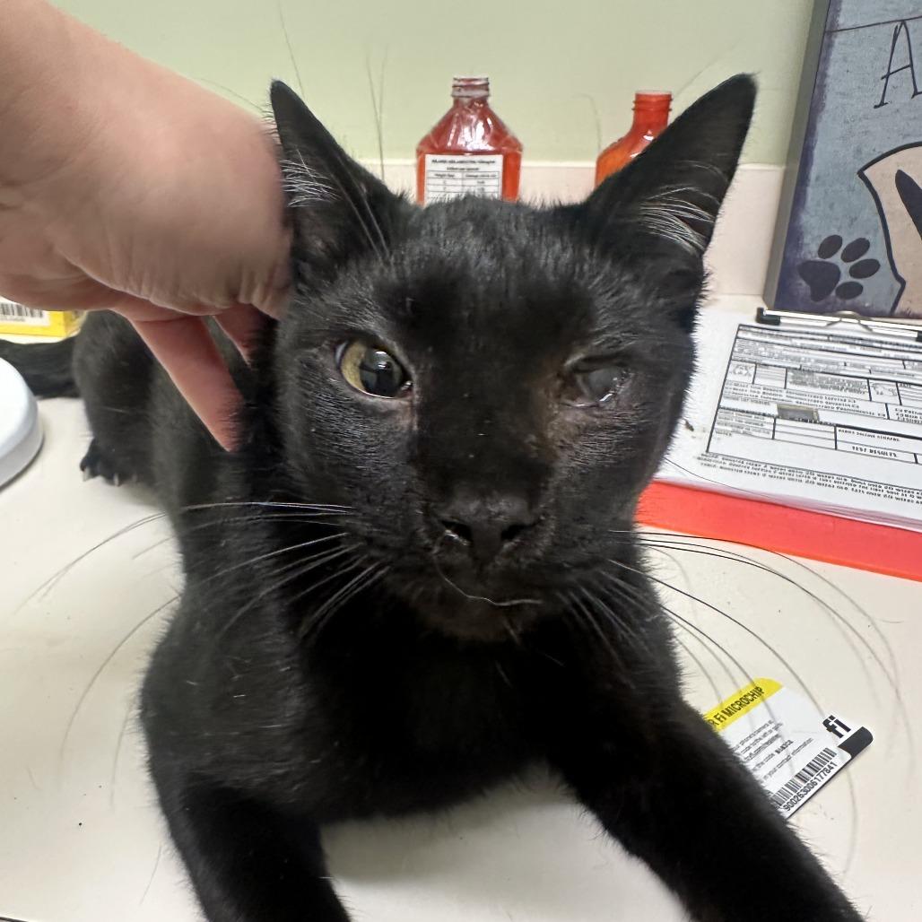 Enlarge Owen, a Adoptable Domestic Short Hair in Ottawa, KS image 1/1