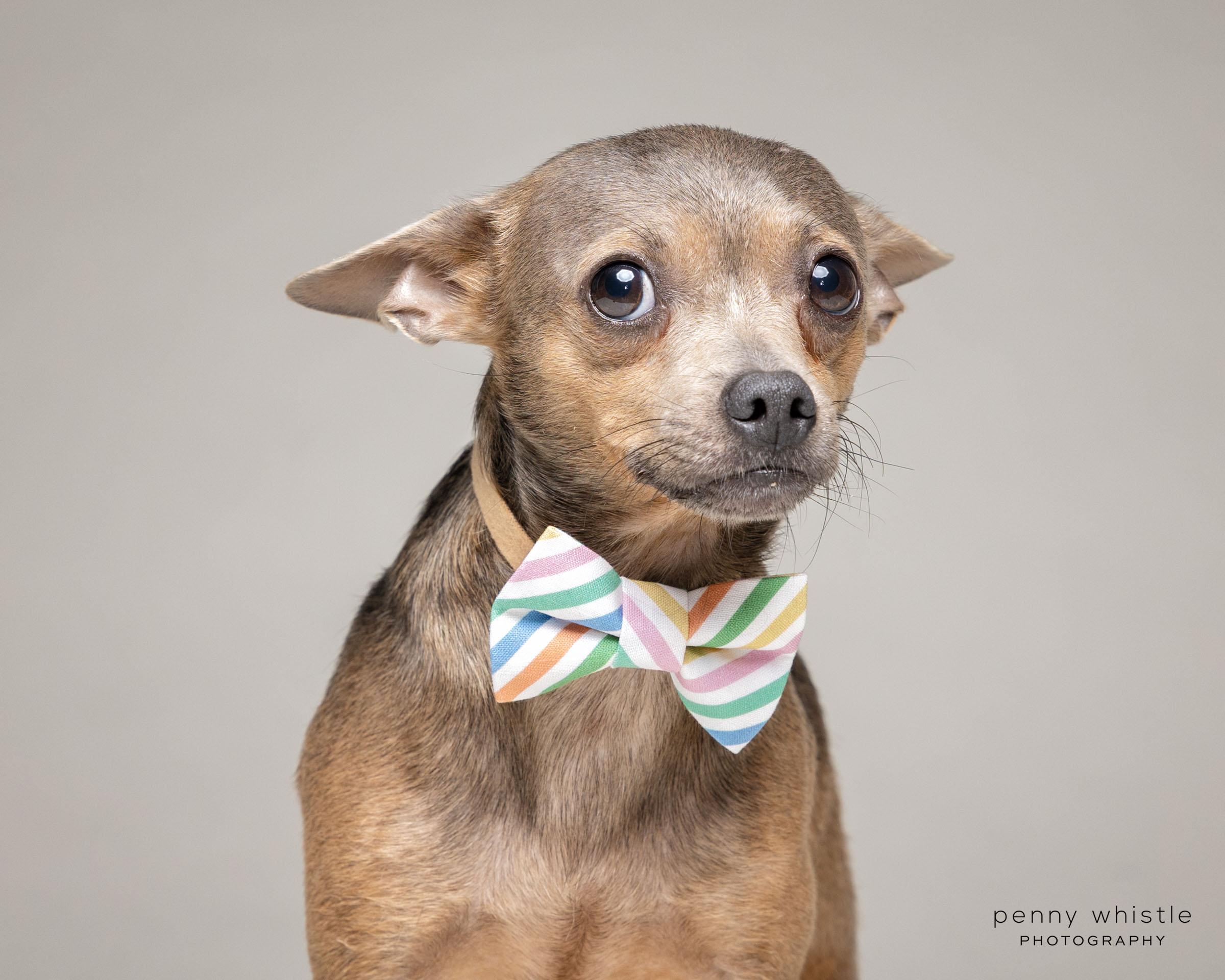 Randy, a Adoptable Chihuahua in Coppell, TX image 4/6