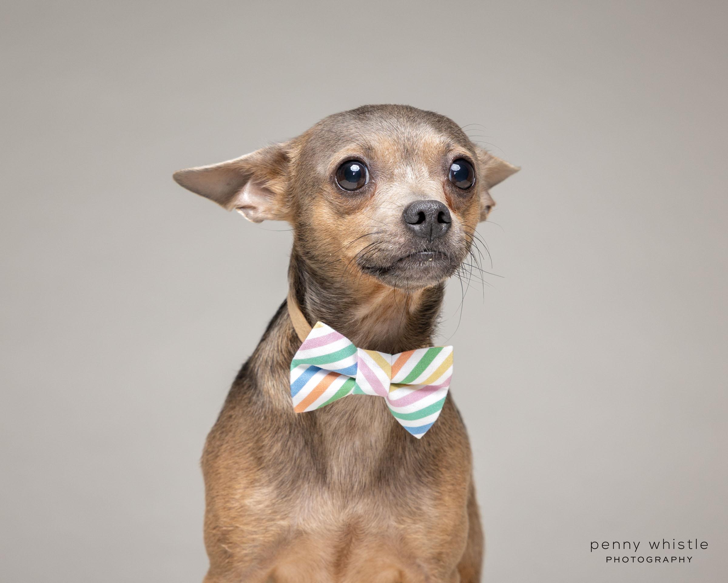 Randy, Adoptable, Adult Male Chihuahua.