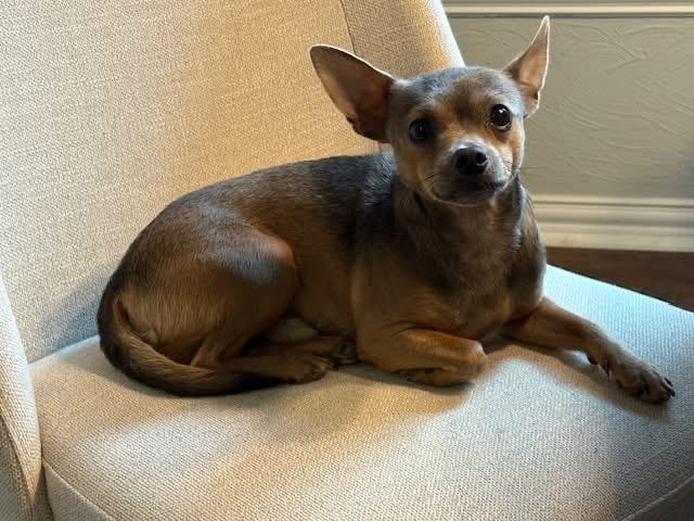 Randy, a Adoptable Chihuahua in Coppell, TX image 6/6