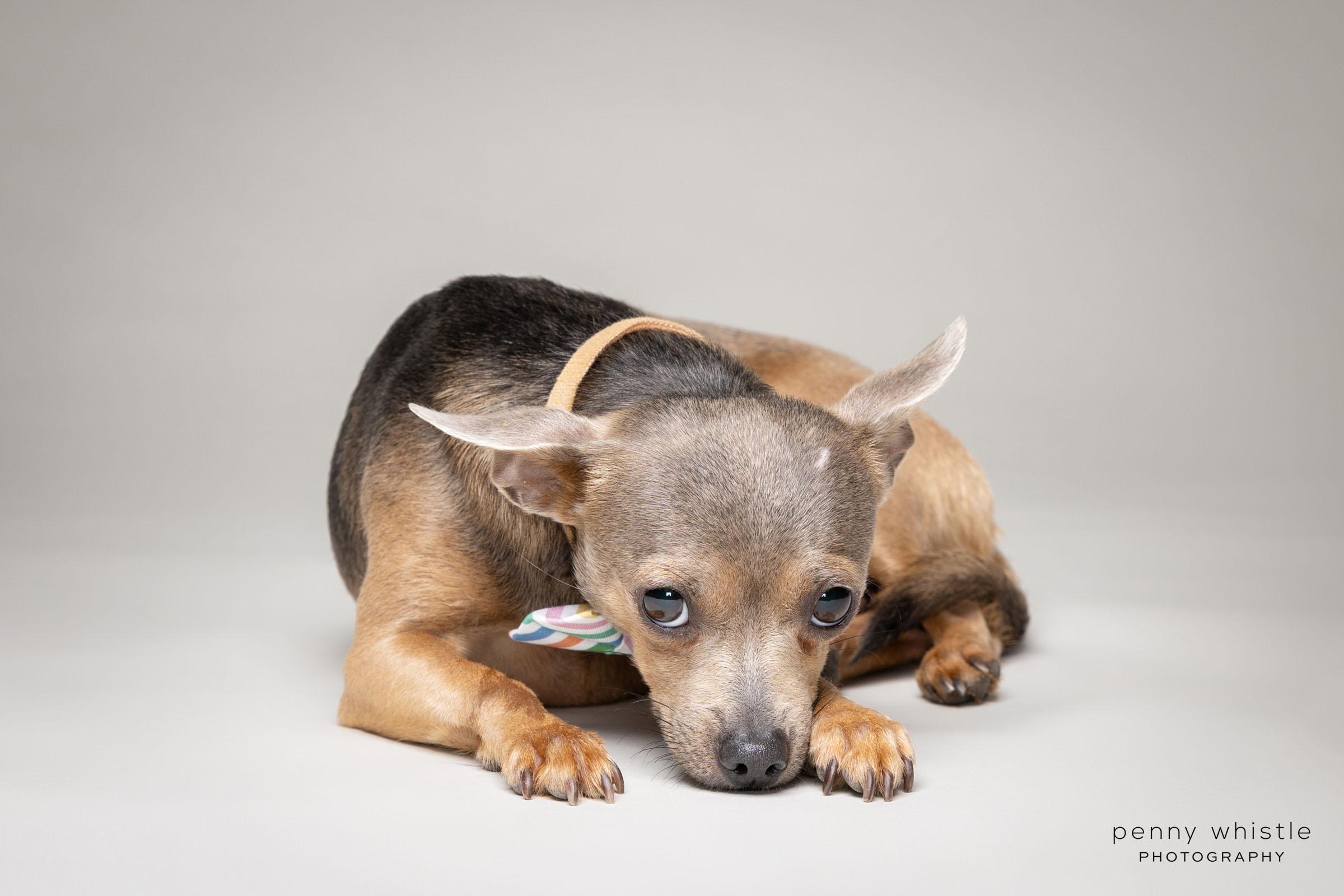 Randy, a Adoptable Chihuahua in Coppell, TX image 2/6