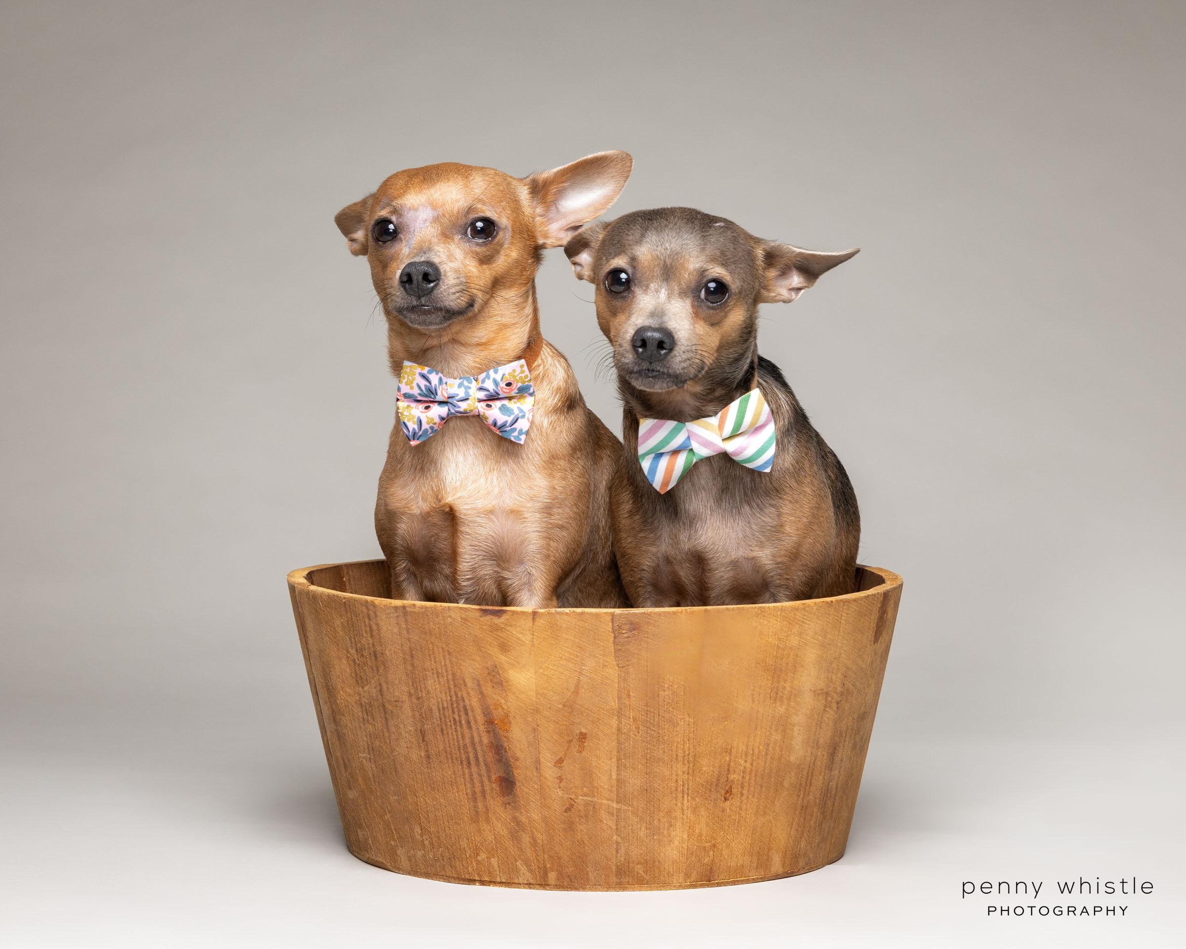 Randy, a Adoptable Chihuahua in Coppell, TX image 3/6
