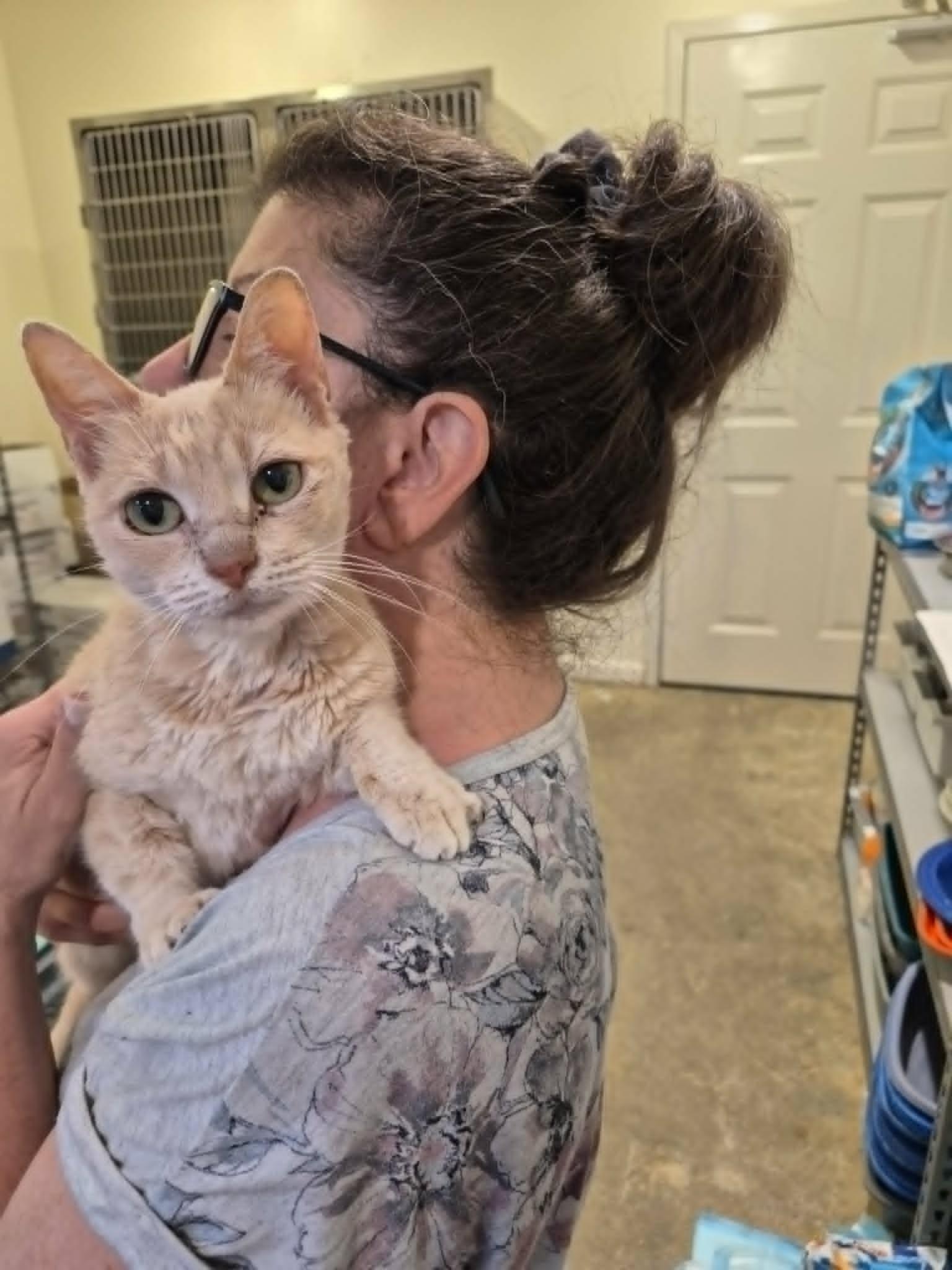 Enlarge Alexandria, an adopted Domestic Short Hair in West Palm Beach, FL image 2/3