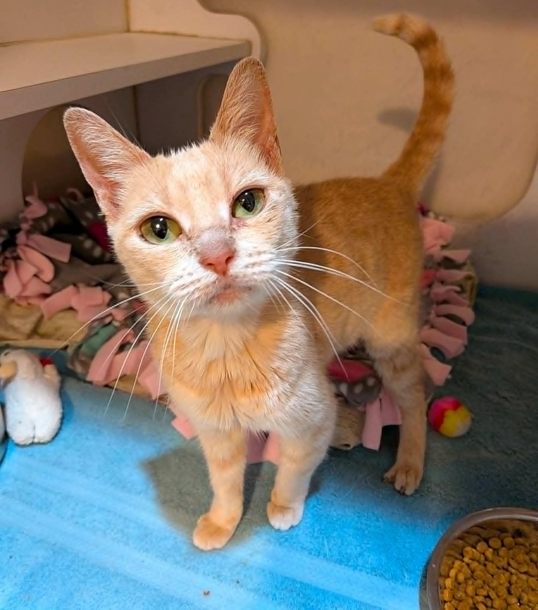 Alexandria, adopted, Adult Female Domestic Short Hair.