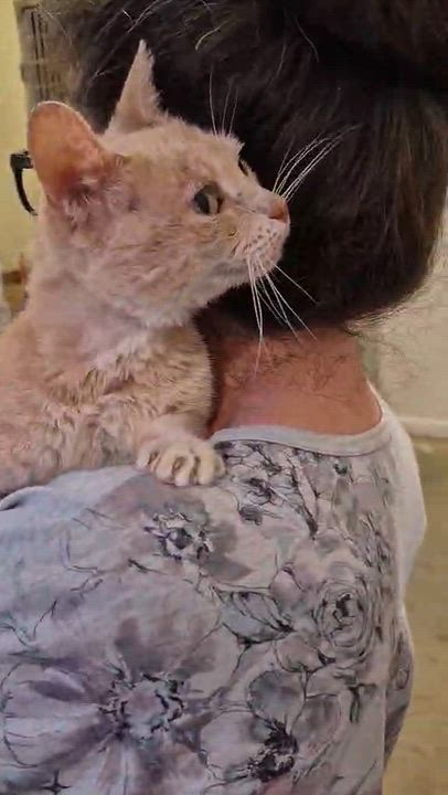 Enlarge Alexandria, an adopted Domestic Short Hair in West Palm Beach, FL video 3/3