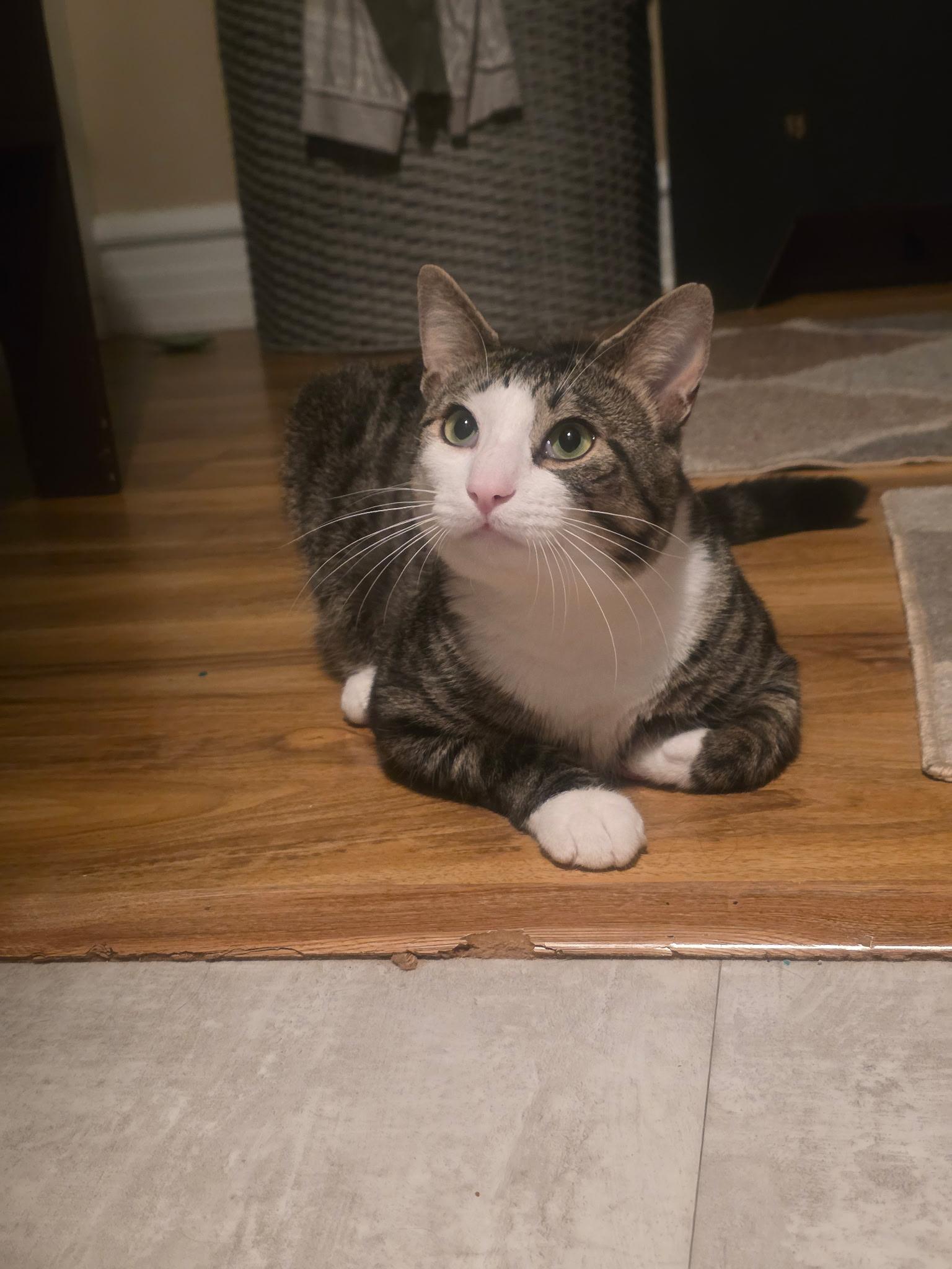 Flurry, ADOPTABLE, Adult Male Domestic Short Hair.