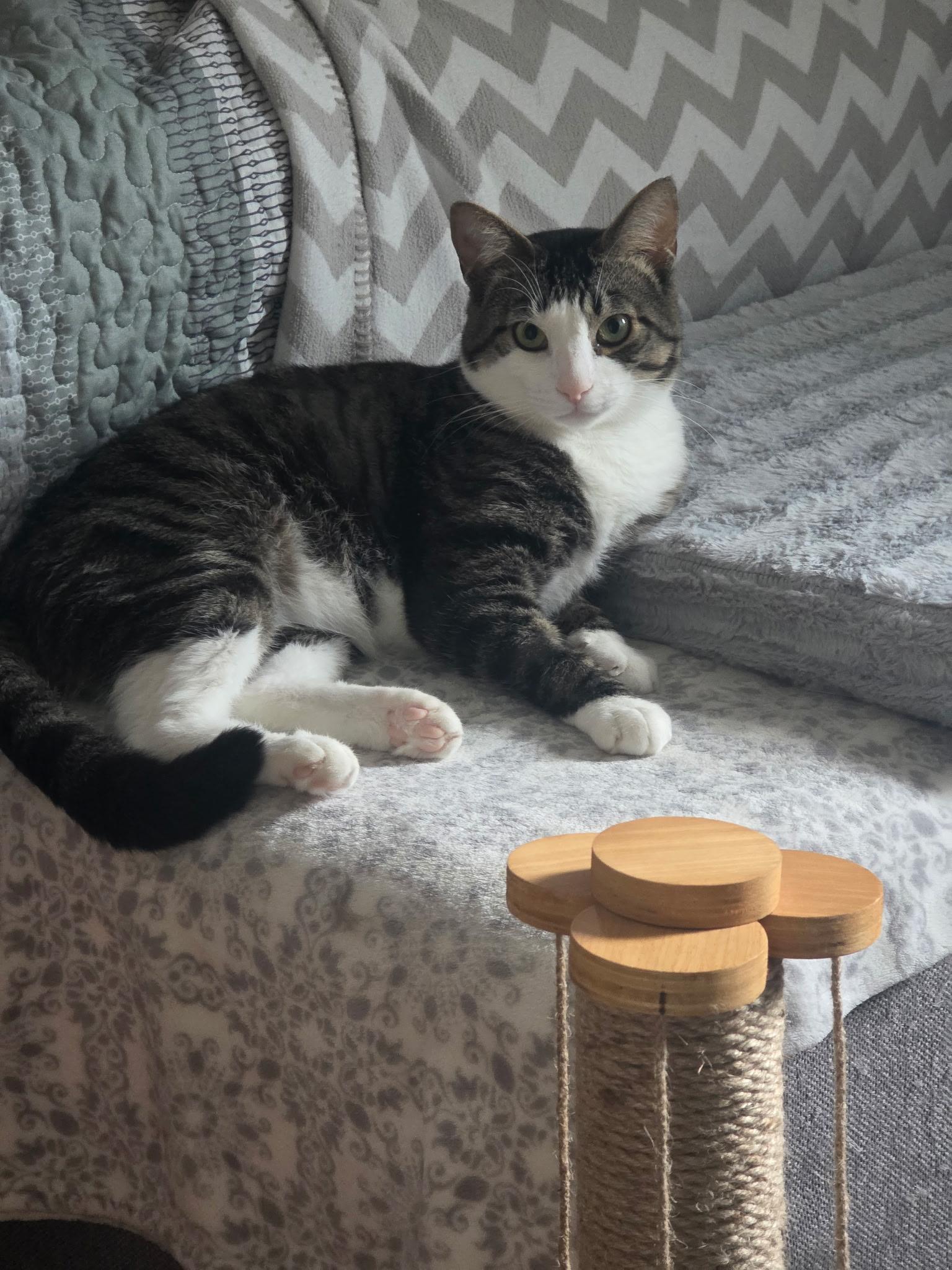 Enlarge Flurry, a ADOPTABLE Domestic Short Hair in Bethlehem, PA image 3/4