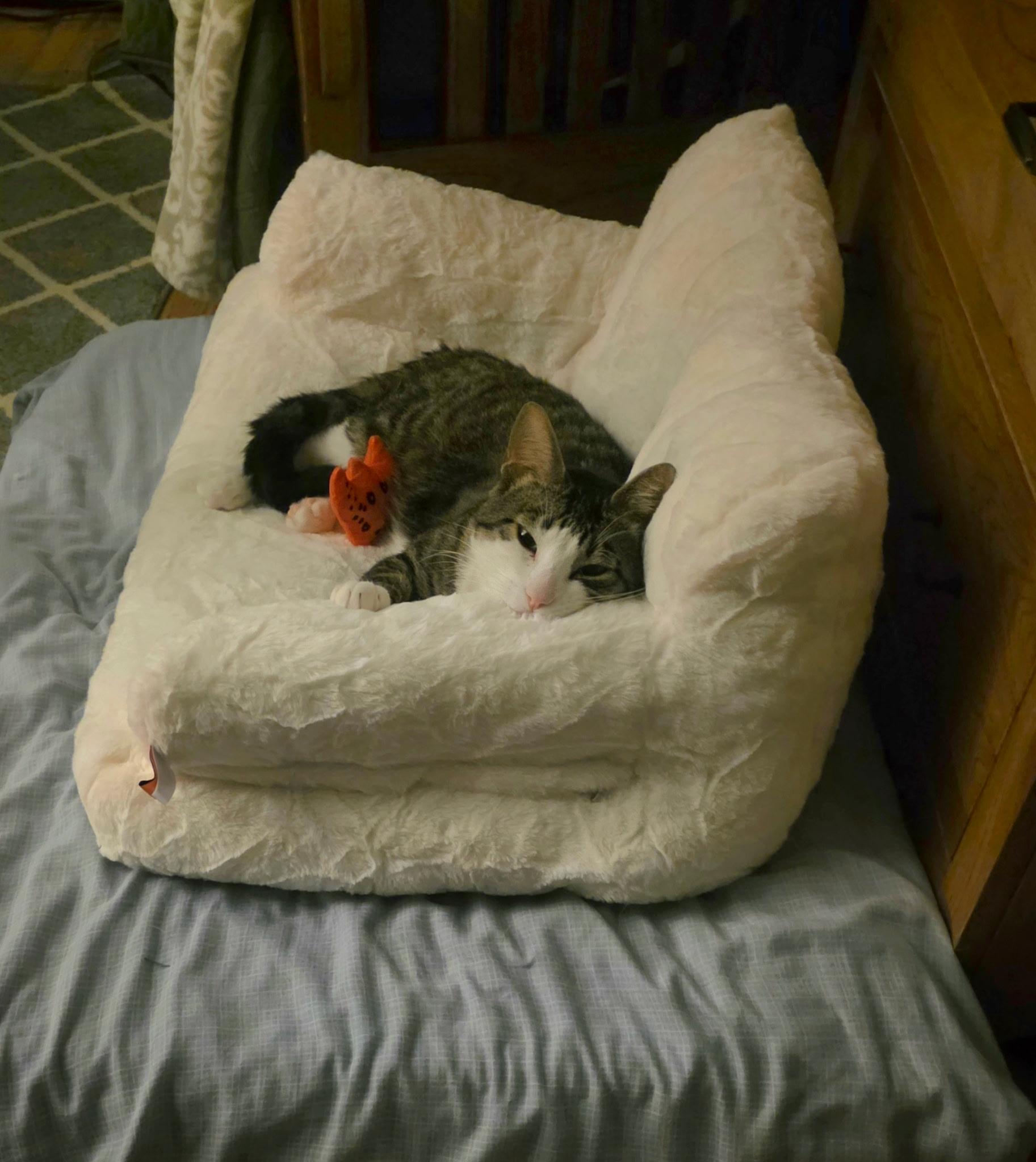 Enlarge Flurry, a ADOPTABLE Domestic Short Hair in Bethlehem, PA image 2/4