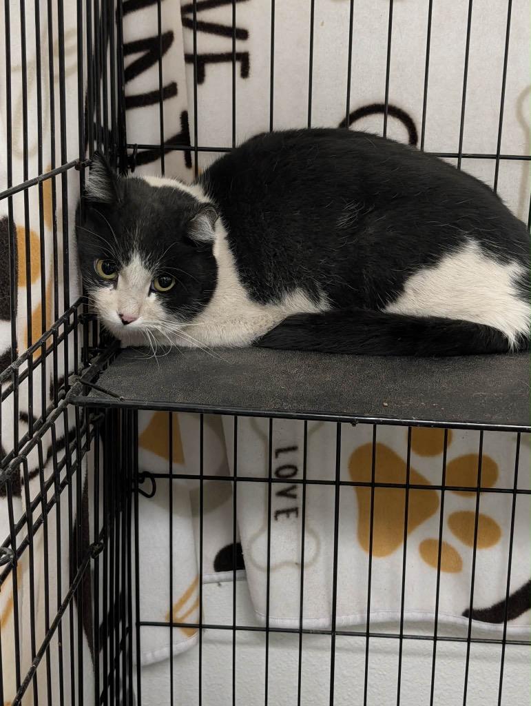 Enlarge Elwood, a Adopted Tuxedo in Grand Junction, CO image 1/1