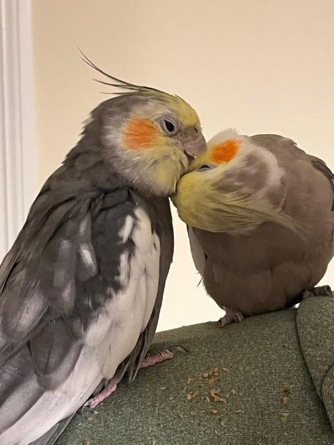 Paul, Adoptable, Senior Male Cockatiel.