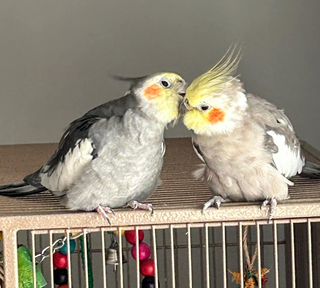Paul, a Adoptable Cockatiel in Ballwin, MO image 3/6