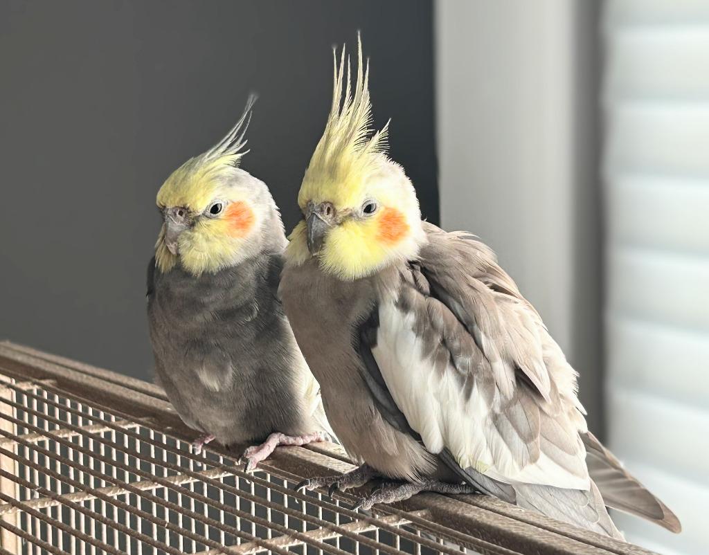Paul, a Adoptable Cockatiel in Ballwin, MO image 4/6