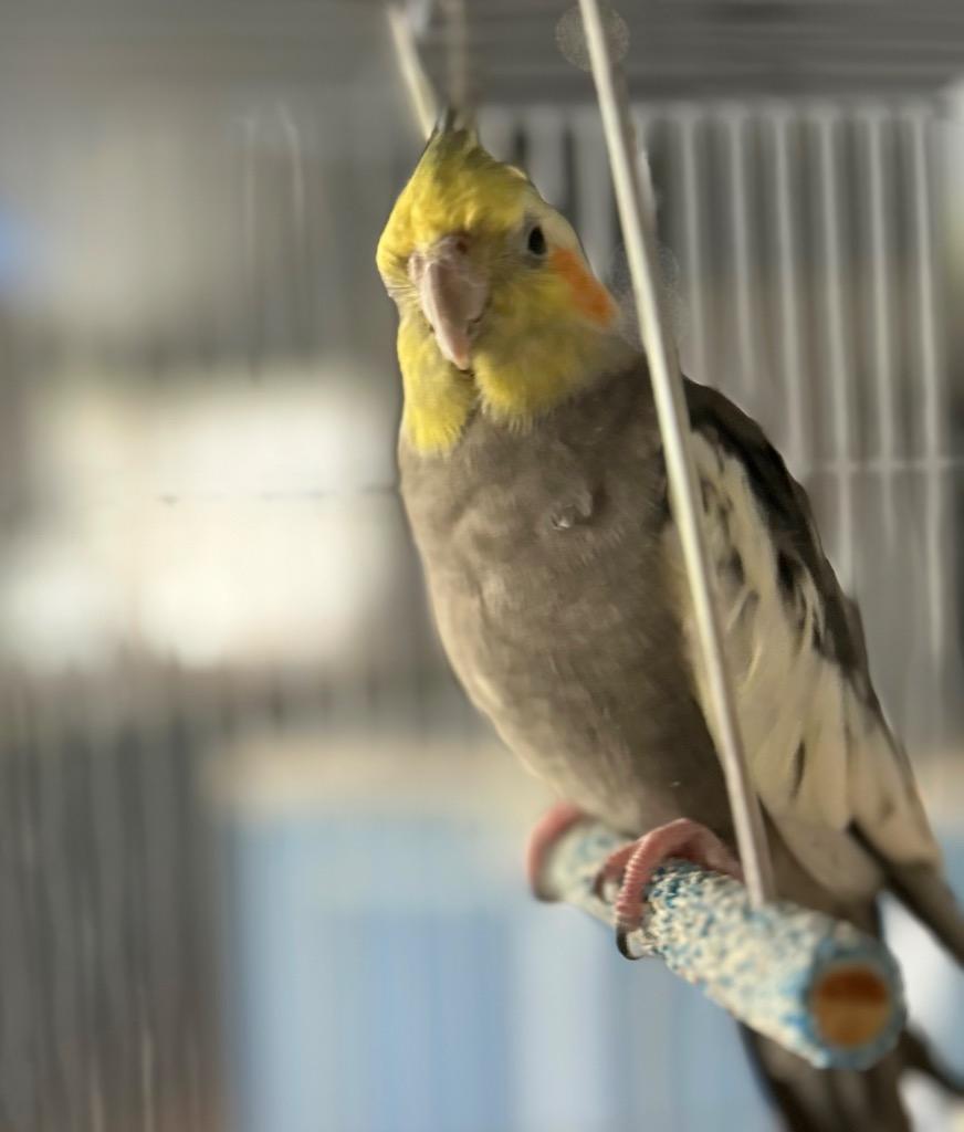 Paul, a Adoptable Cockatiel in Ballwin, MO image 5/6