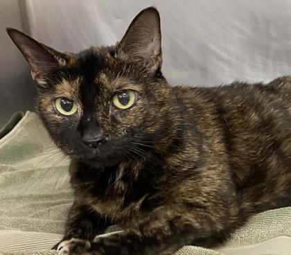 Luna — thumbnail 2