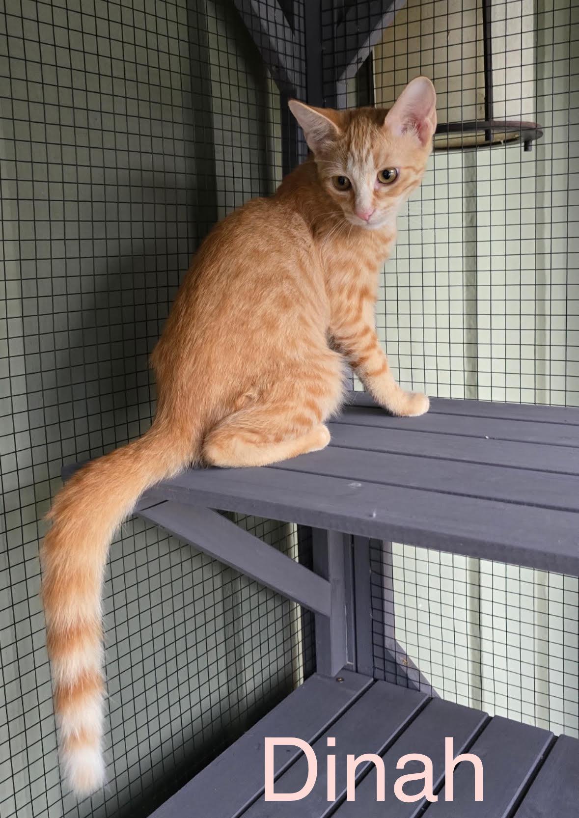 Enlarge Cheshire, Dinah, and Gryphon, a Adoptable Domestic Short Hair in Anaheim, CA image 1/5