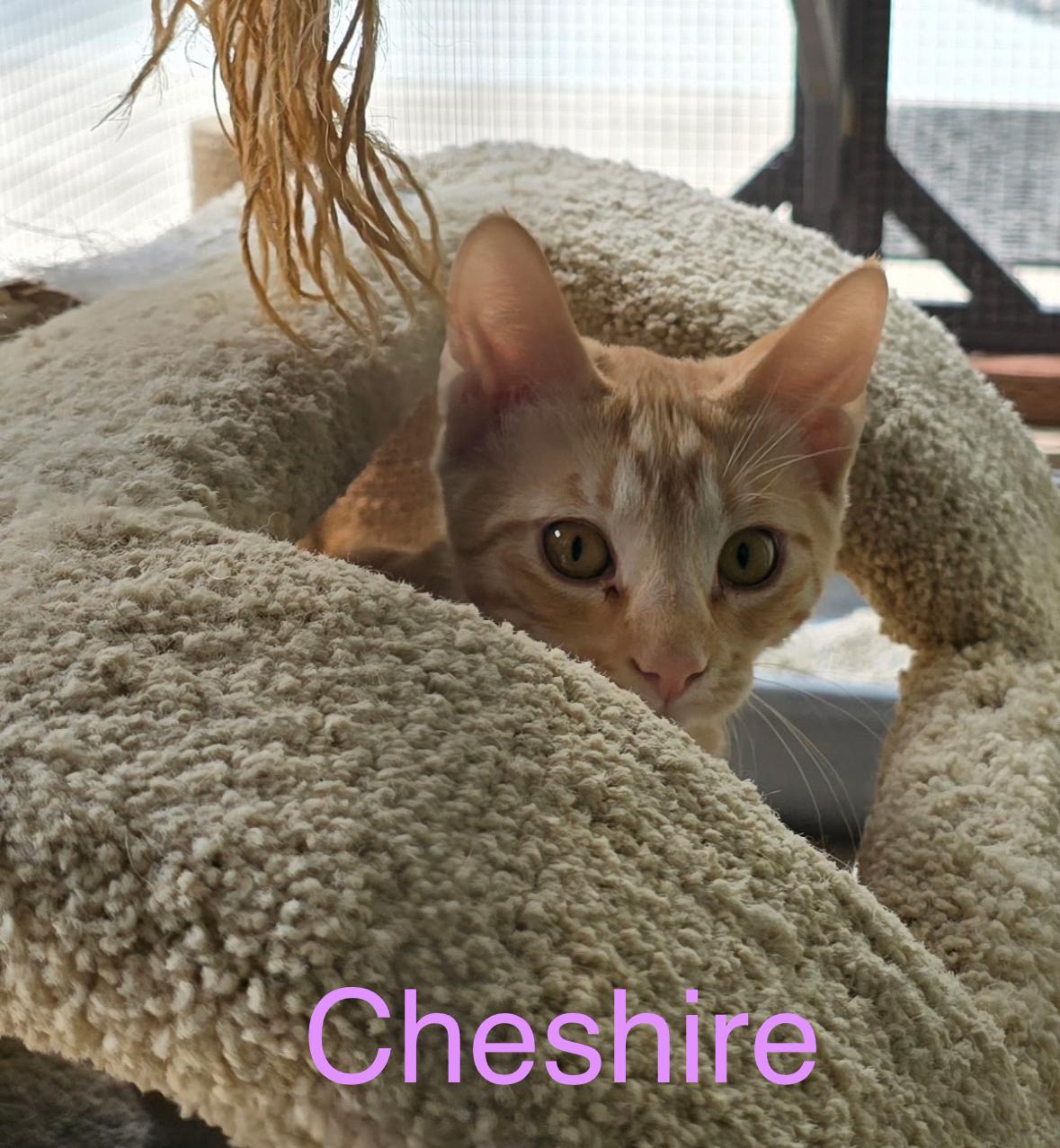 Cheshire, Dinah, and Gryphon