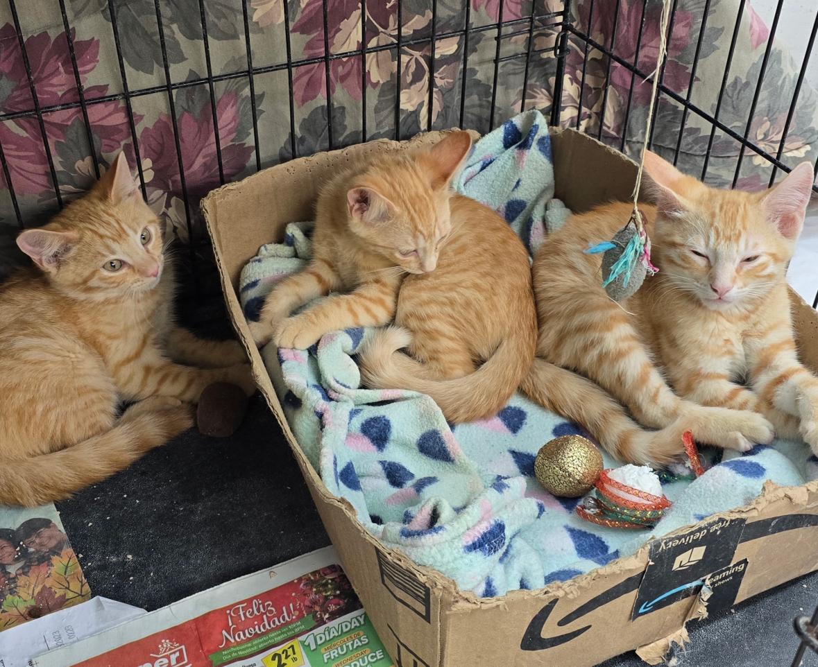 Enlarge Cheshire, Dinah, and Gryphon, a Adoptable Domestic Short Hair in Anaheim, CA image 3/5