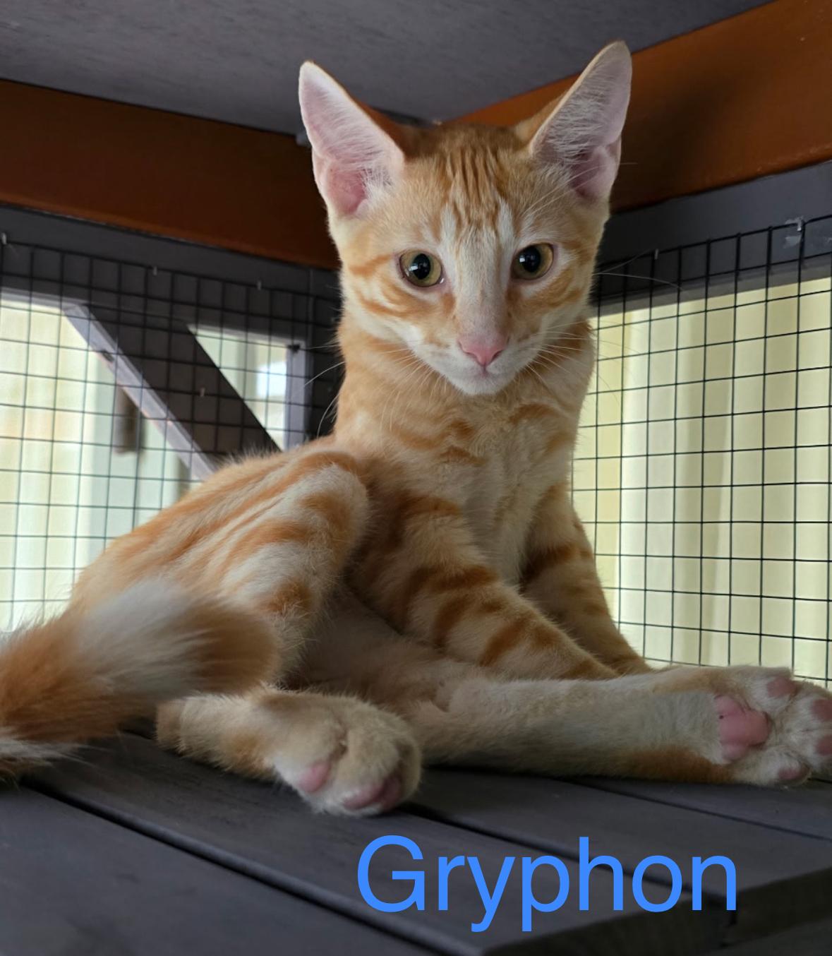 Enlarge Cheshire, Dinah, and Gryphon, a Adoptable Domestic Short Hair in Anaheim, CA image 4/5