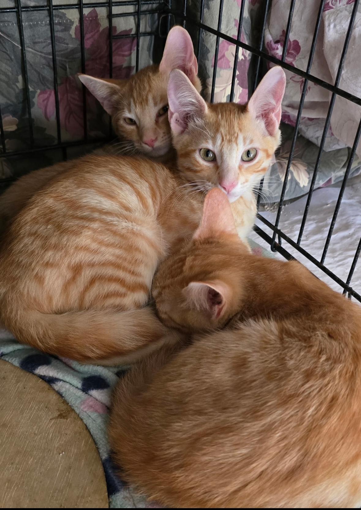 Enlarge Cheshire, Dinah, and Gryphon, a Adoptable Domestic Short Hair in Anaheim, CA image 5/5