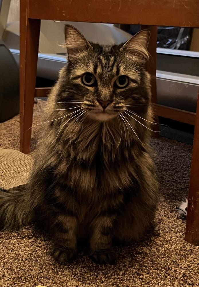 Enlarge Cutie, a Adoptable Domestic Short Hair in Green Valley, AZ image 1/6