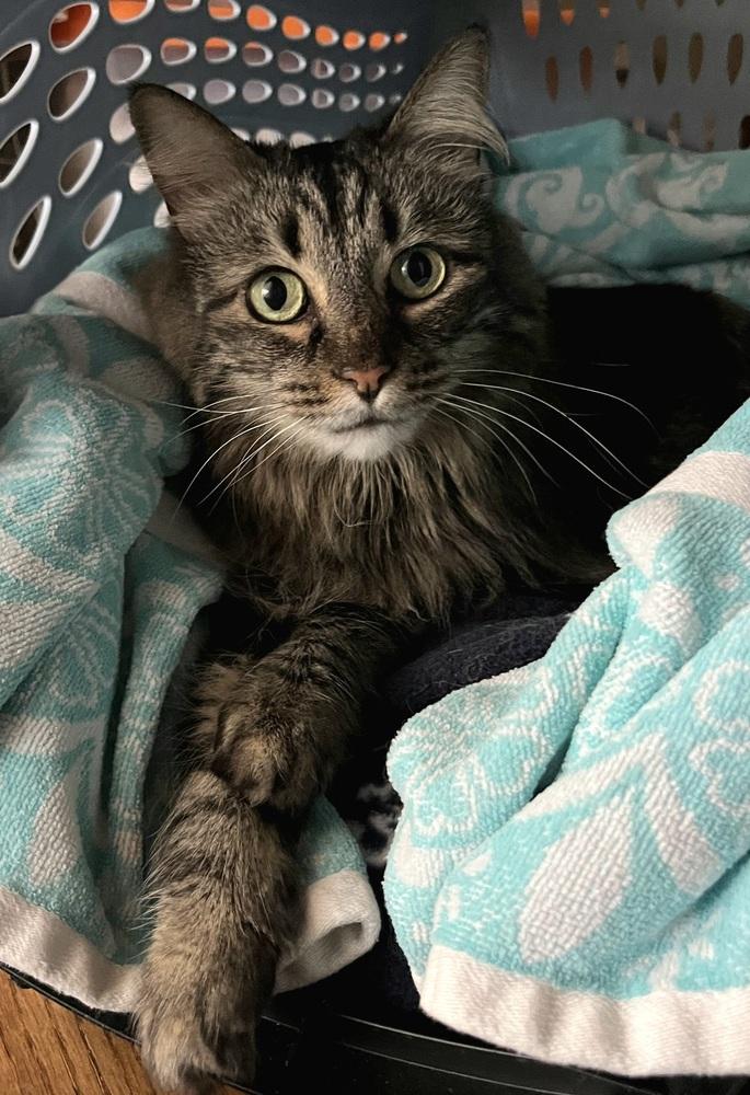 Enlarge Cutie, a Adoptable Domestic Short Hair in Green Valley, AZ image 4/6