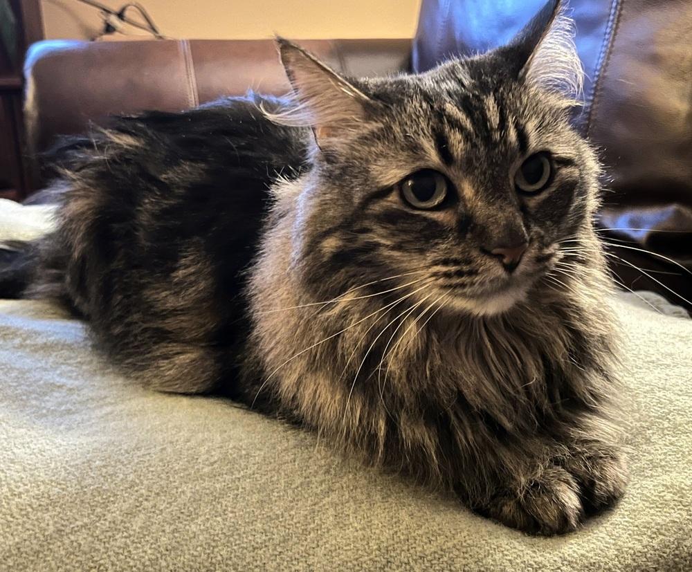 Enlarge Cutie, a Adoptable Domestic Short Hair in Green Valley, AZ image 5/6