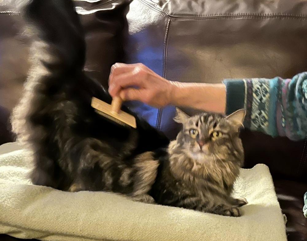 Enlarge Cutie, a Adoptable Domestic Short Hair in Green Valley, AZ image 6/6