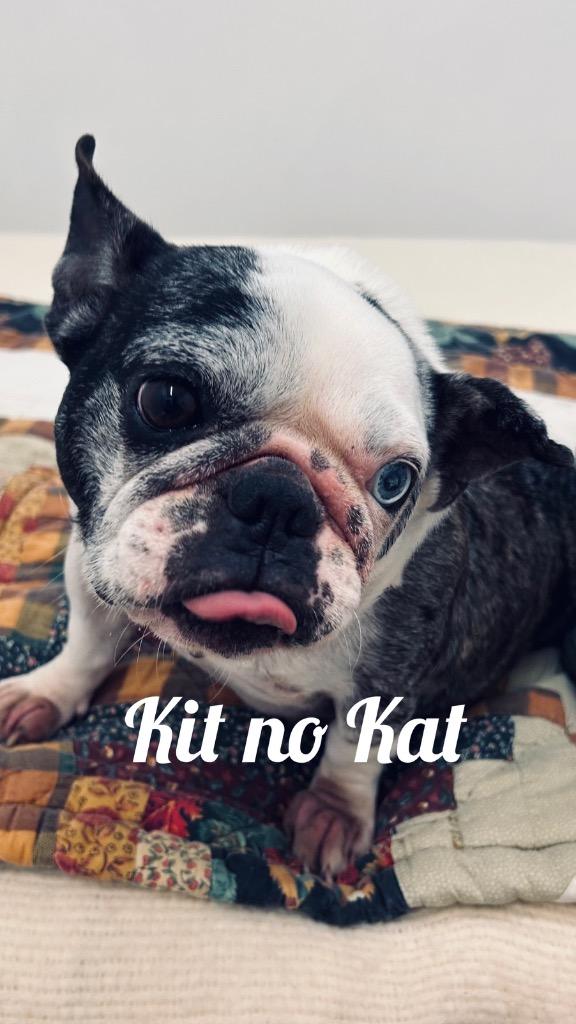 Kit no Kat, Adoptable, Adult Female French Bulldog.
