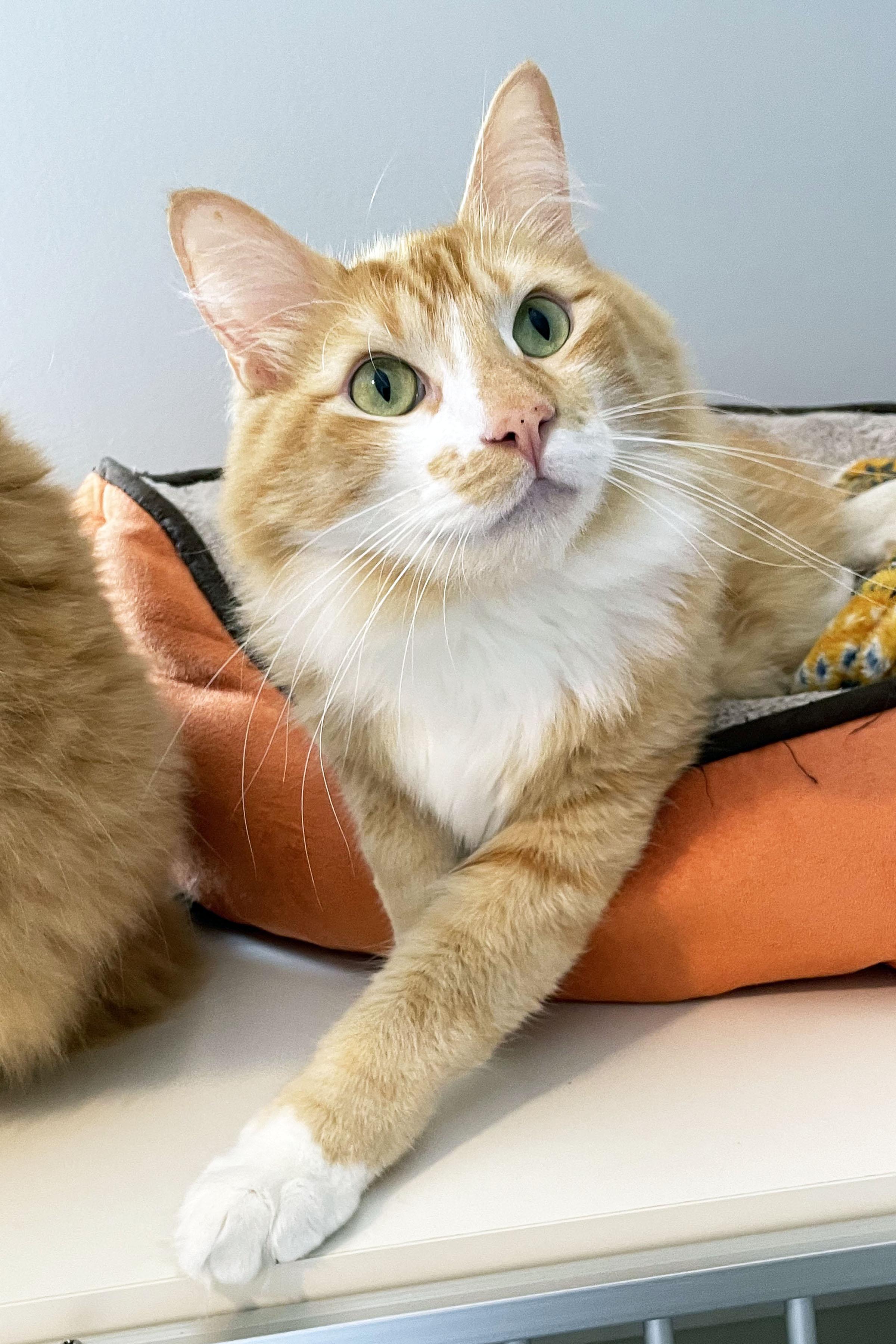 Jam, ADOPTABLE, Young Male Domestic Medium Hair.