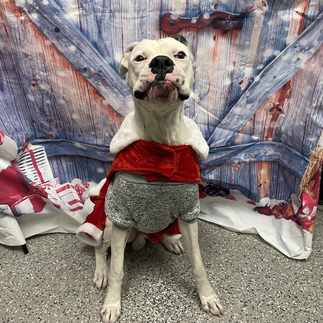 Enlarge Angel Boy, a Adoptable Boxer in Henderson, NV image 2/4