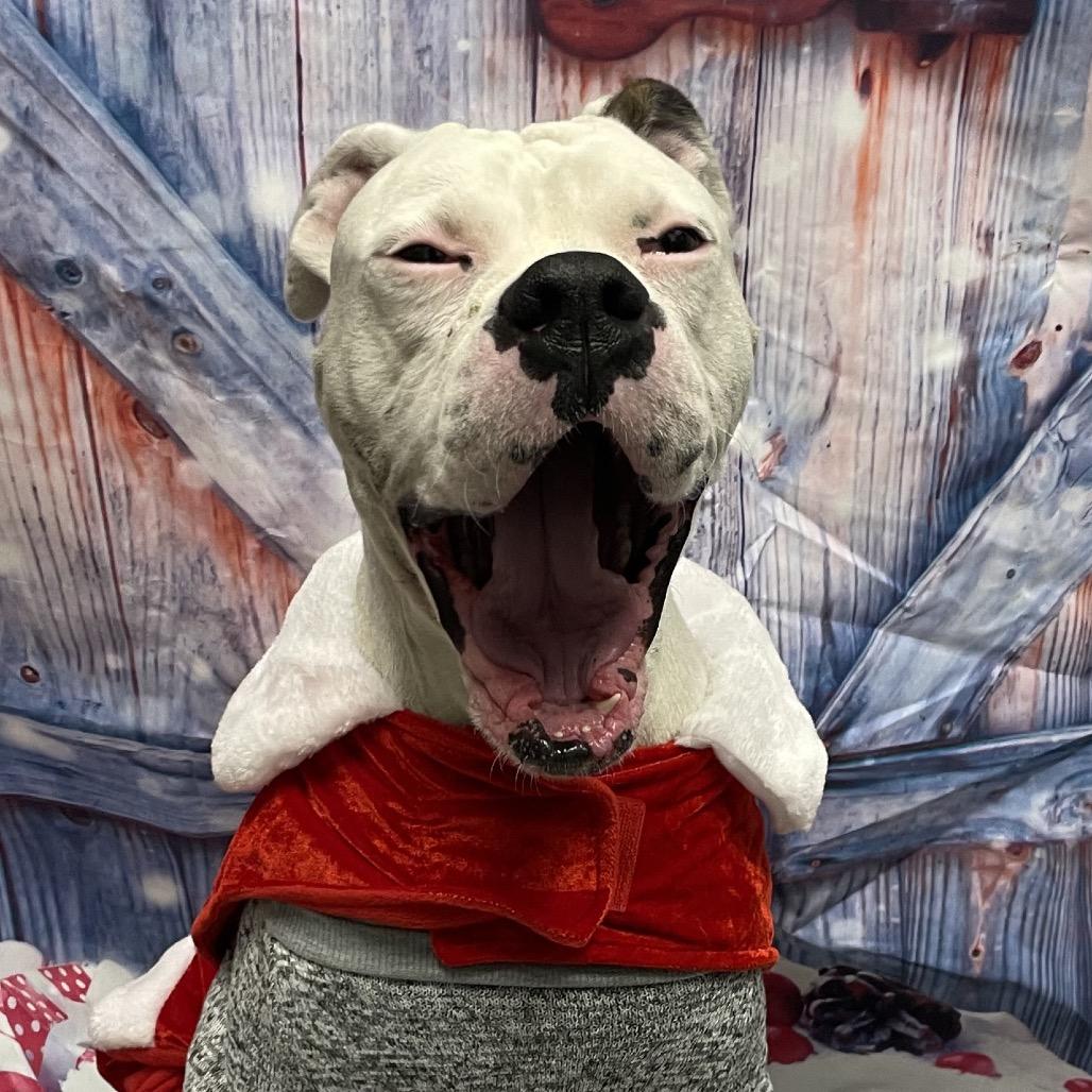 Enlarge Angel Boy, a Adoptable Boxer in Henderson, NV image 3/4