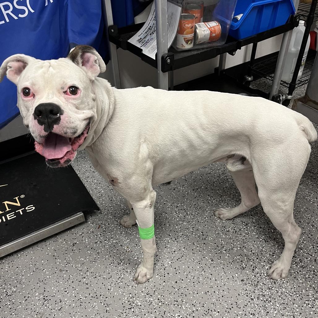 Enlarge Angel Boy, a Adoptable Boxer in Henderson, NV image 4/4
