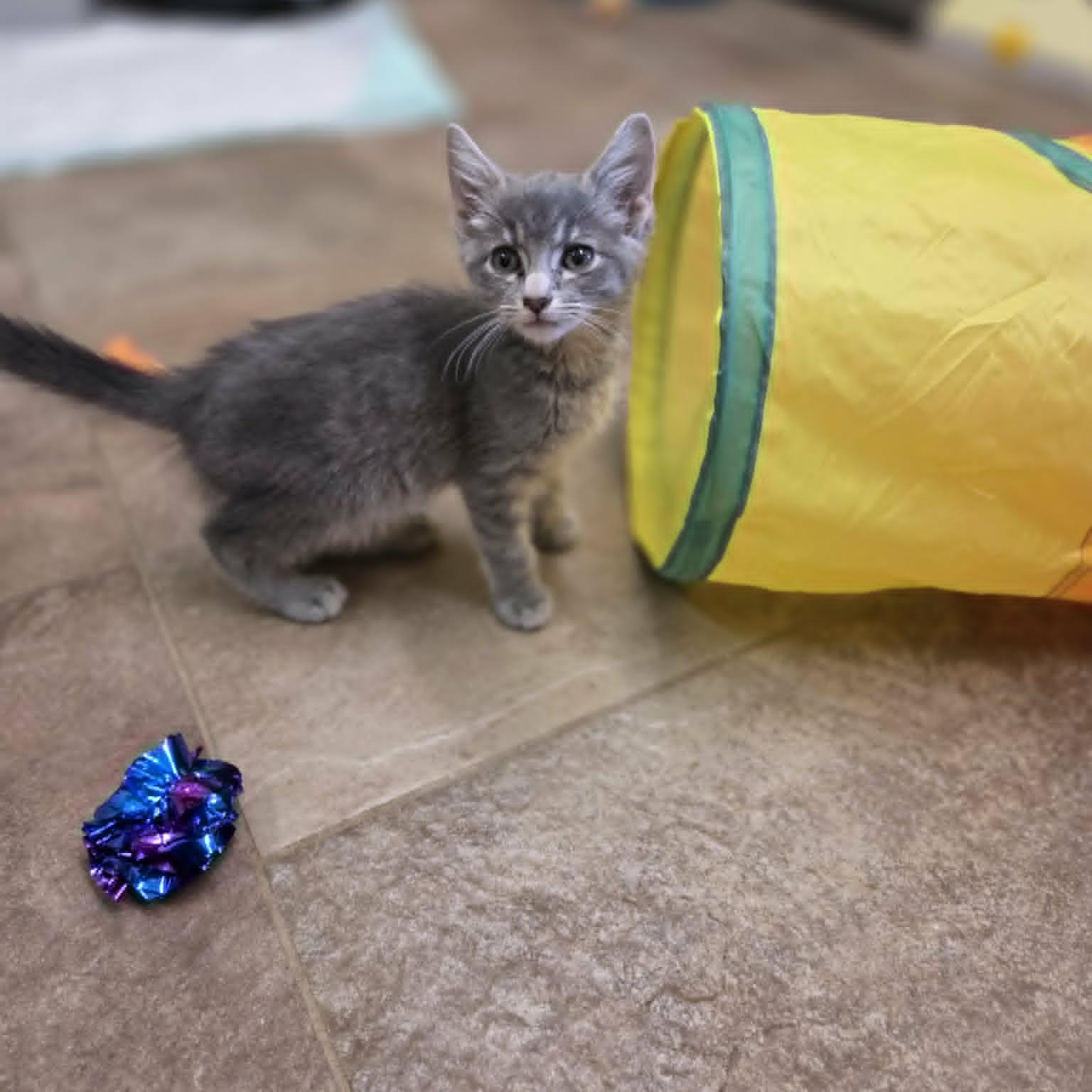 Inca, a Adoptable Domestic Short Hair in Lancaster, KY image 3/4