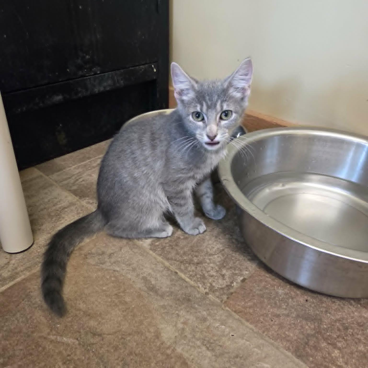 Inca, a Adoptable Domestic Short Hair in Lancaster, KY image 4/4