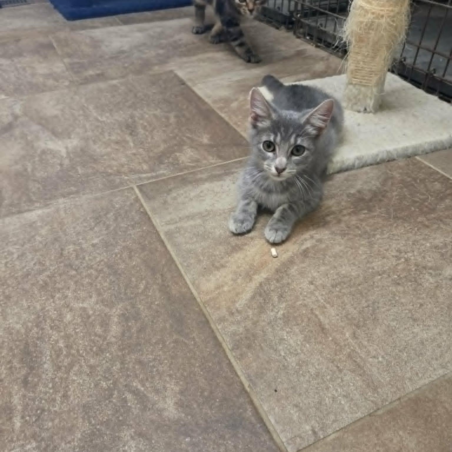 Inca, a Adoptable Domestic Short Hair in Lancaster, KY image 2/4