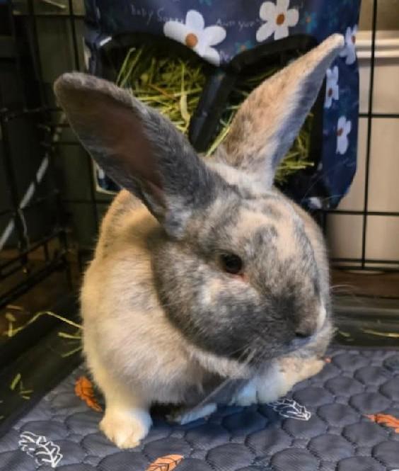 Enlarge Lou, an adopted mixed breed in Bow, WA image 2/3