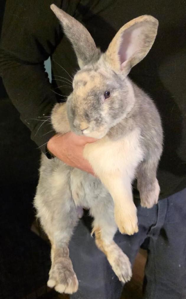 Lou, adopted, Young Male Harlequin & Dutch.