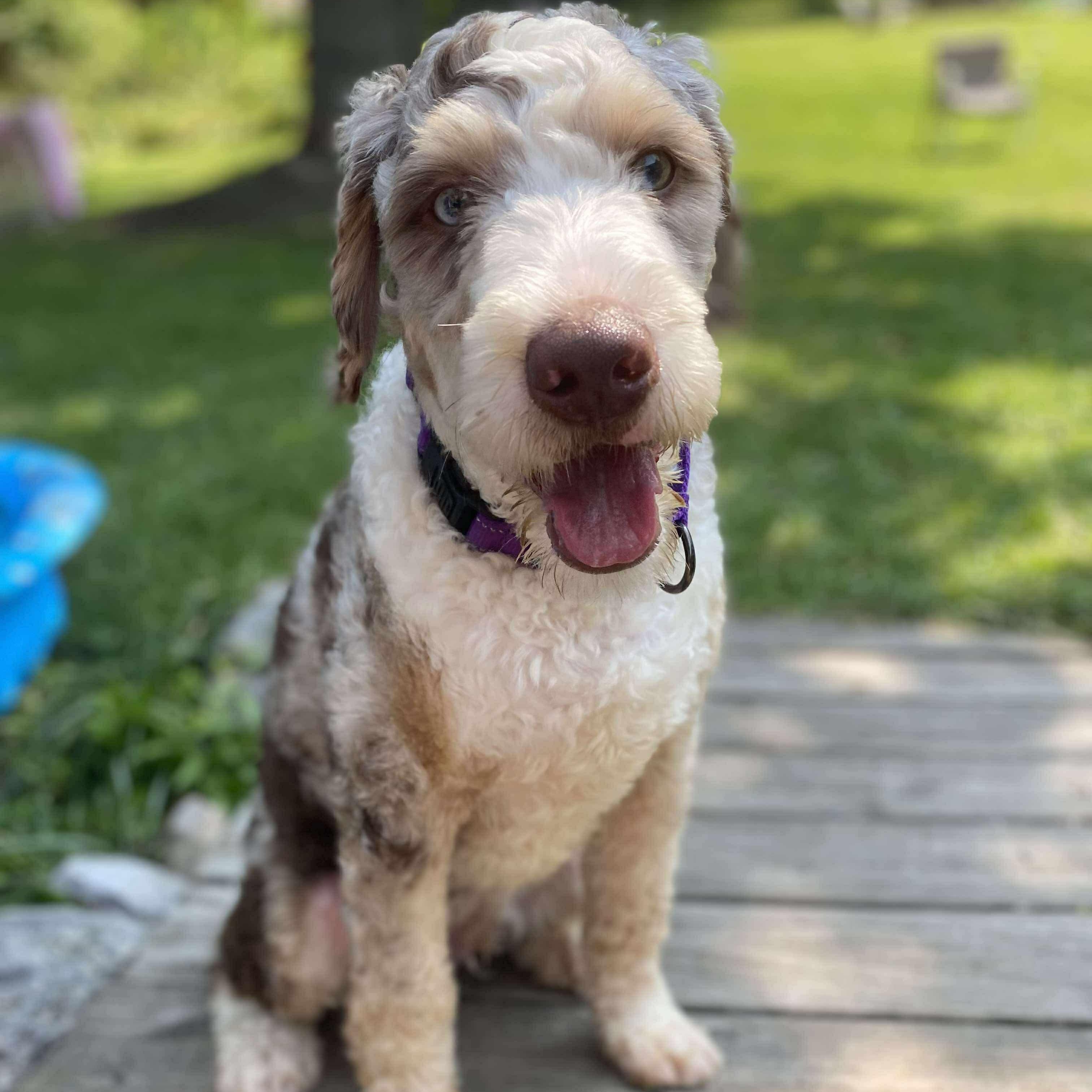 Moose