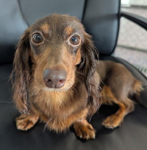 Lexie in TN, Adoptable, Adult Female Dachshund.