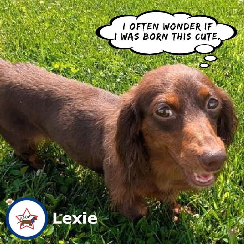 Enlarge Lexie in TN, a Adoptable Dachshund in Shelbyville, TN image 2/4