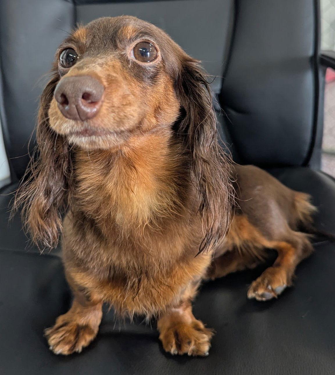 Enlarge Lexie in TN, a Adoptable Dachshund in Shelbyville, TN image 4/4