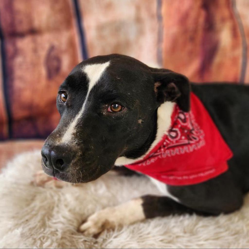 Koda JuM, Adoptable, Adult Male Pit Bull Terrier & Mixed Breed.