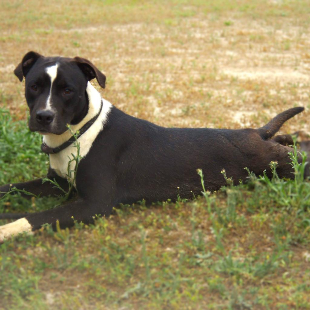 Enlarge Koda JuM, a Adoptable mixed breed in Austin, TX image 2/6