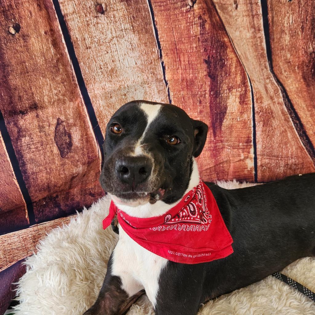 Koda JuM, a Adoptable mixed breed in Austin, TX image 3/6