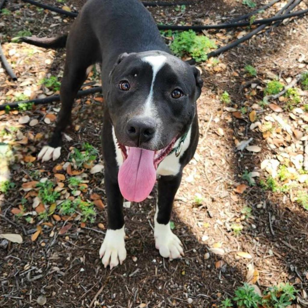 Enlarge Koda JuM, a Adoptable mixed breed in Austin, TX image 4/6